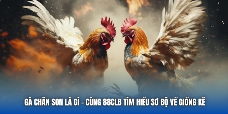 Gà Chân Son Là Gì - Cùng 88CLB Tìm Hiểu Sơ Bộ Về Giống Kê