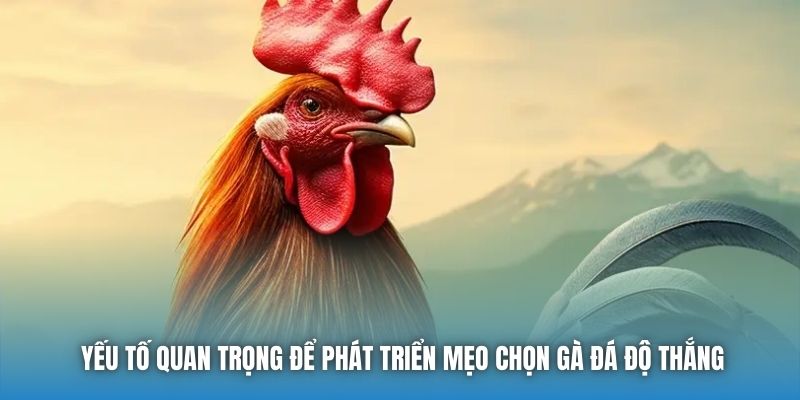 Yếu tố quan trọng để phát triển mẹo chọn gà đá độ thắng