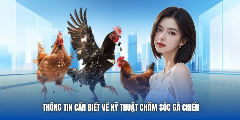 Thông tin cần biết về kỹ thuật chăm sóc gà chiến