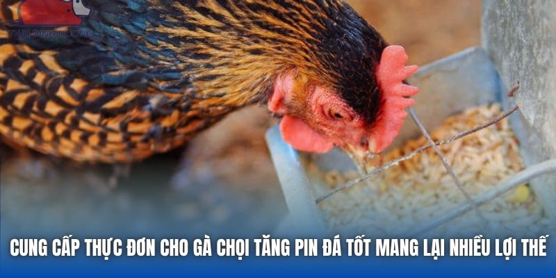 Cung cấp thực đơn cho gà chọi tăng pin đá tốt mang lại nhiều lợi thế