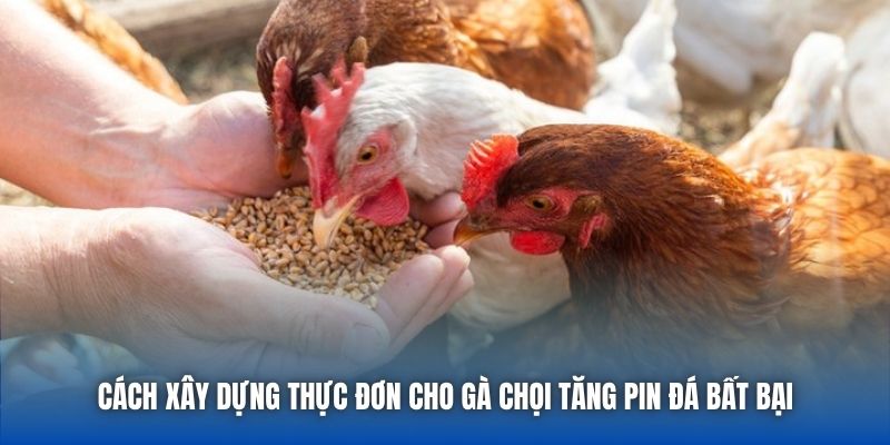 Cách Xây Dựng Thực Đơn Cho Gà Chọi Tăng Pin Đá Bất Bại