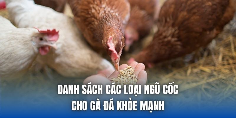 Danh sách các loại ngũ cốc cho gà đá khỏe mạnh