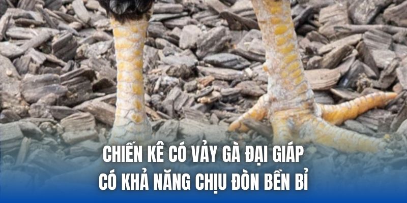 Chiến kê có vảy gà đại giáp có khả năng chịu đòn bền bỉ